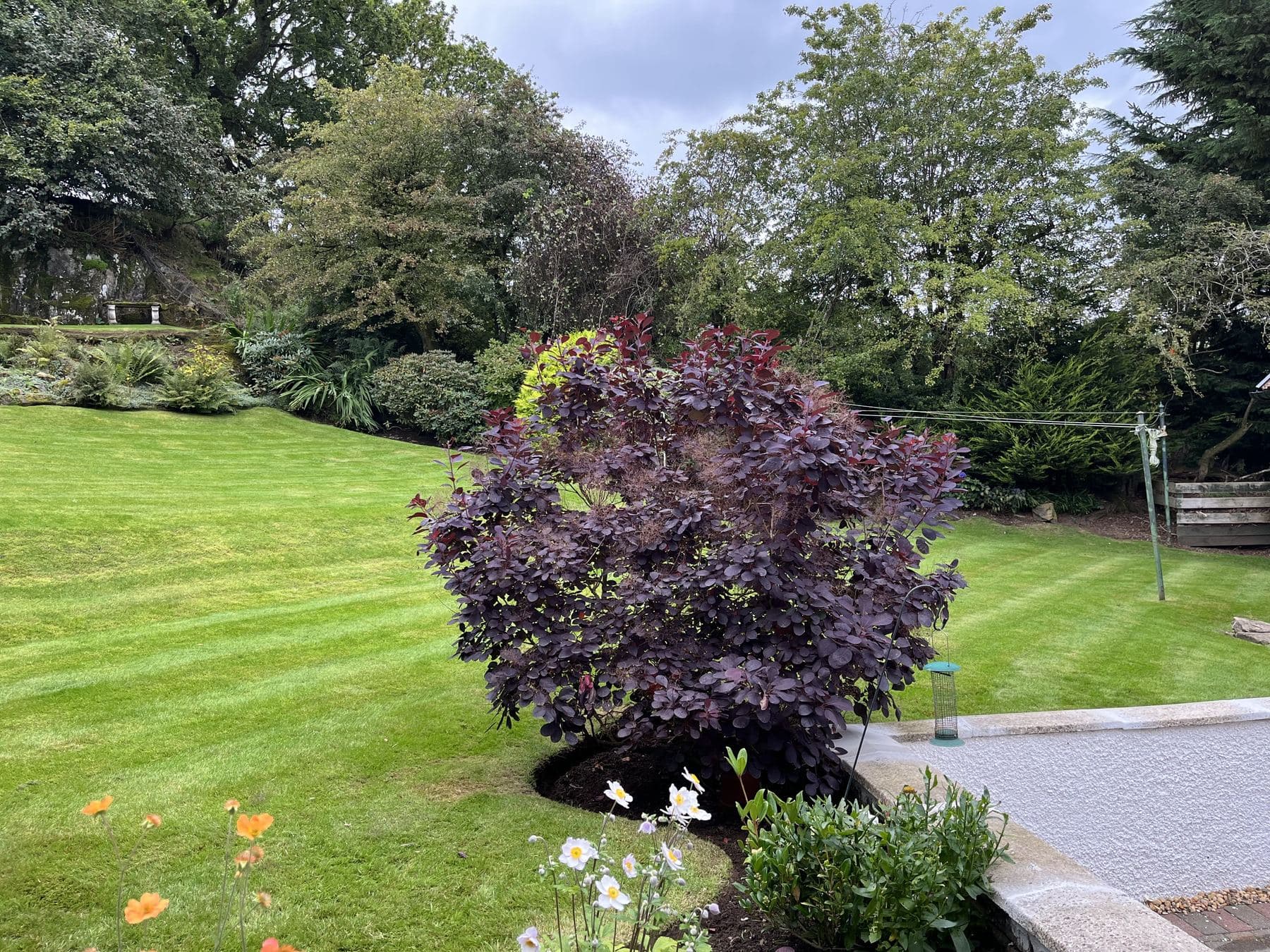 A large striped lawn backed by mature woodland, cut and edged by McKay Landscapes Scotland