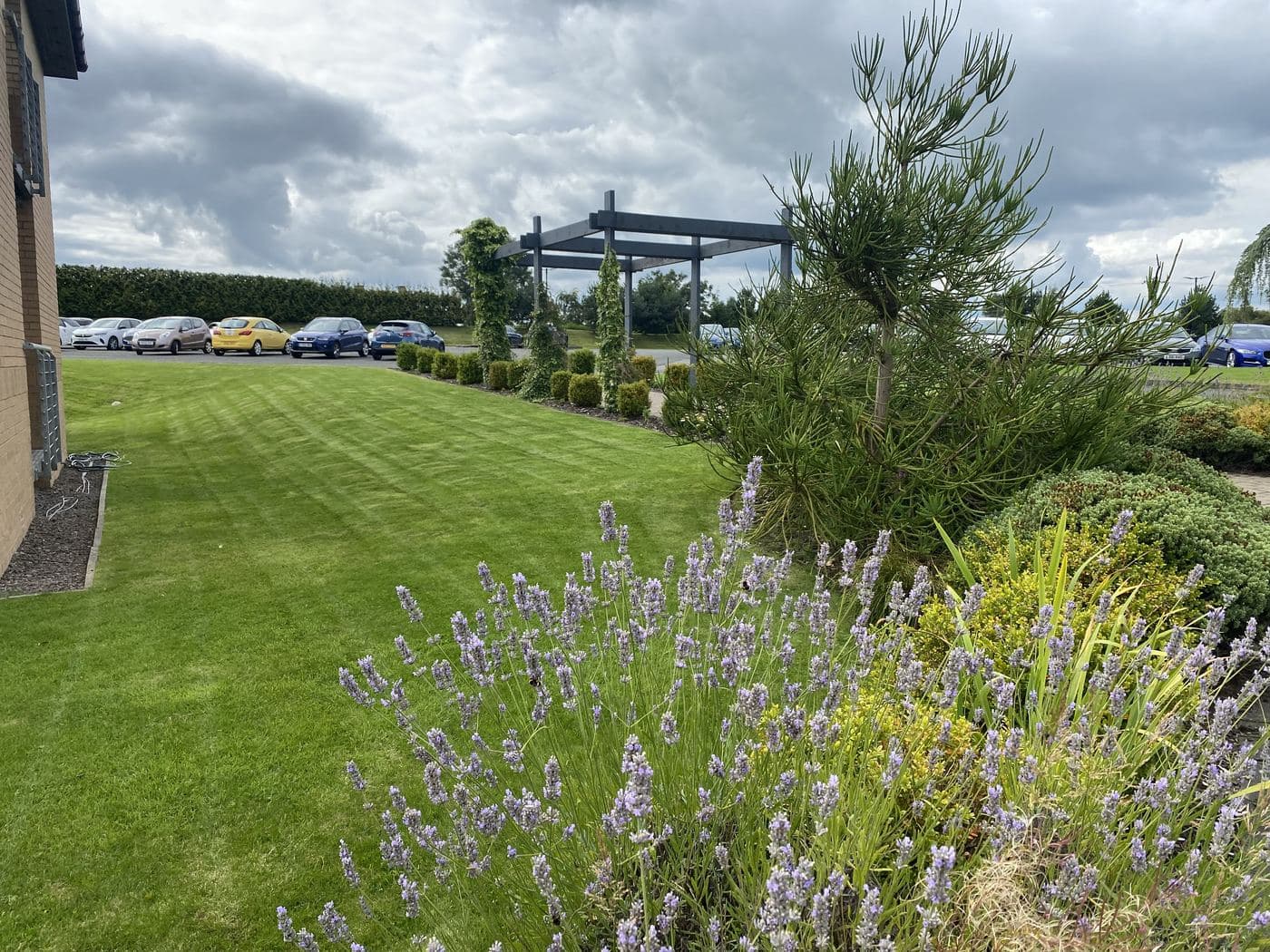 Lavender in full flower along a maintained border beside a mown lawn