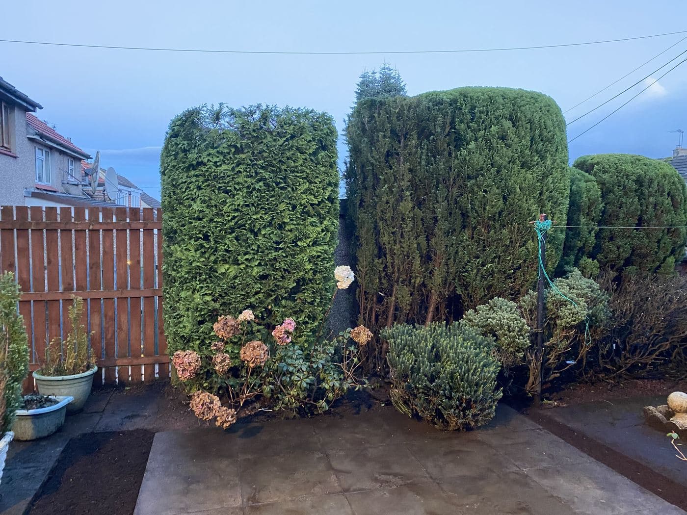 Neatly shaped conifer hedging and topiary in a domestic garden