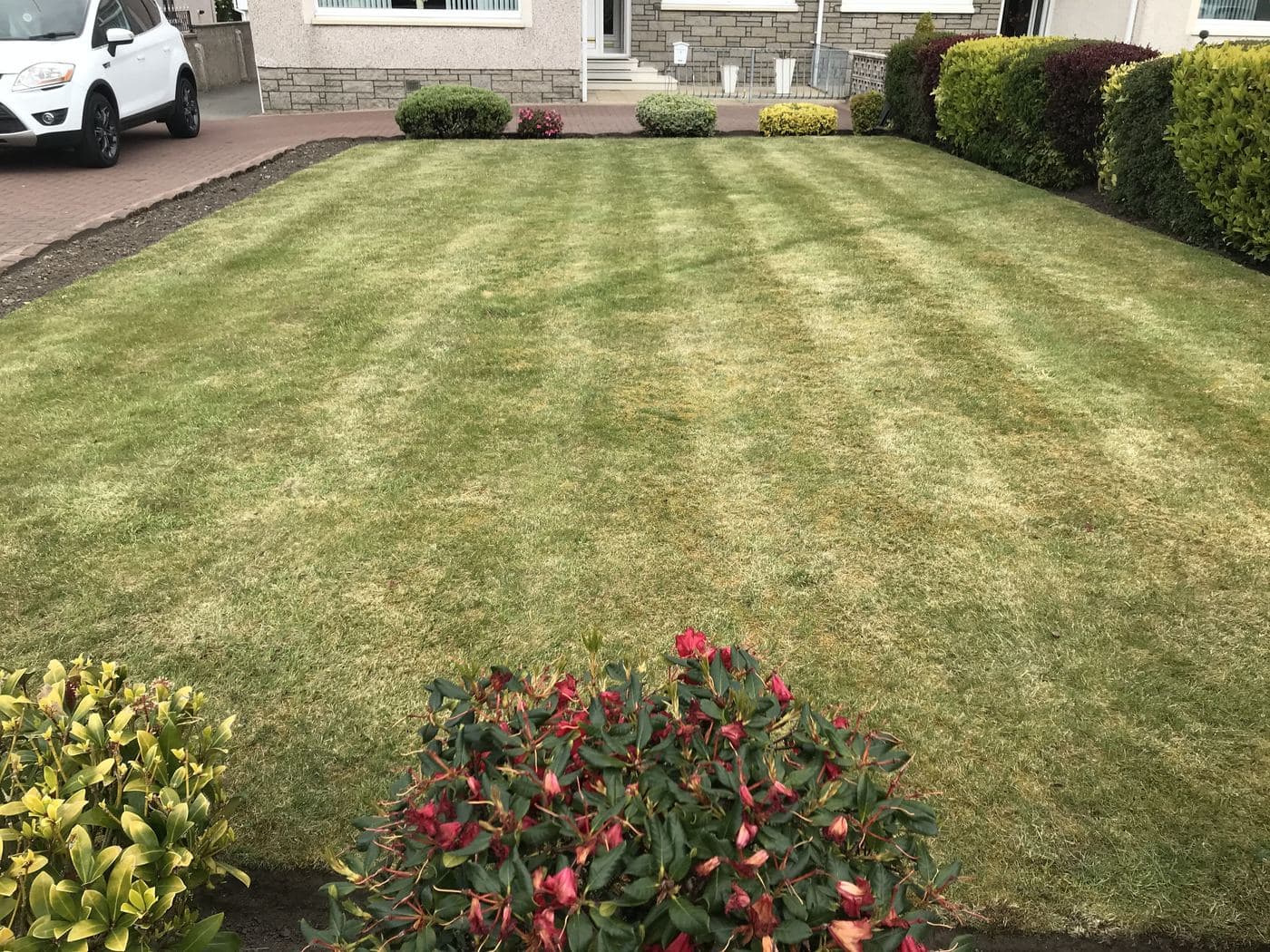 Freshly mown lawn with a planted border of flowering shrubs after a garden tidy-up