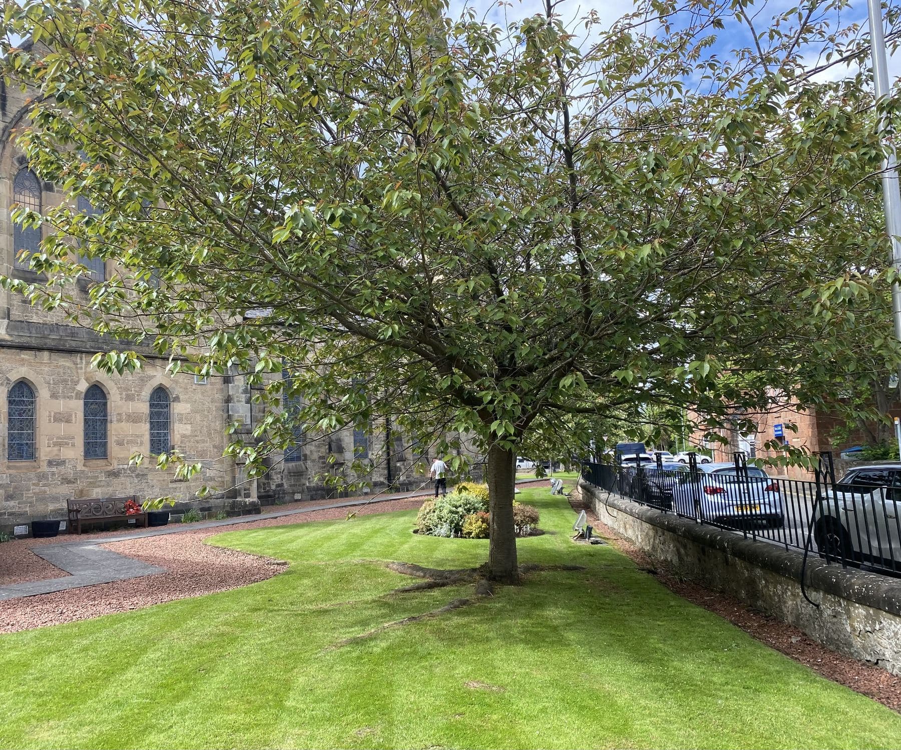Striped lawn in front of a sandstone building with a large mature tree